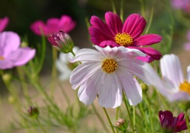 Kosmeya. Cultiver et entretenir une fleur de jardin