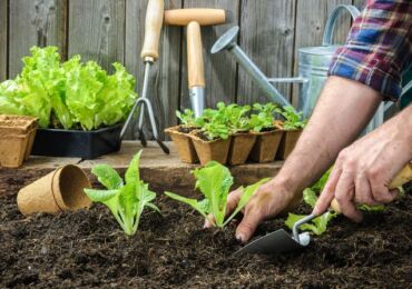 Comment faire pousser des plants forts et sains