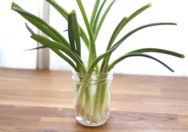 Faire pousser des oignons verts dans l'eau. Comment faire pousser des oignons sur un rebord de fenêtre