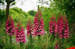 Digitalis ou digitalis. Cultiver et prendre soin. Propagation des semences