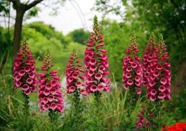 Digitalis ou digitalis. Cultiver et prendre soin. Propagation des semences