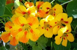 Capucine. Fleurs dans le jardin. Culture et soins