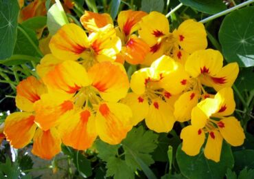 Capucine. Fleurs dans le jardin. Culture et soins