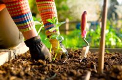 Préparer le jardin pour l'hiver