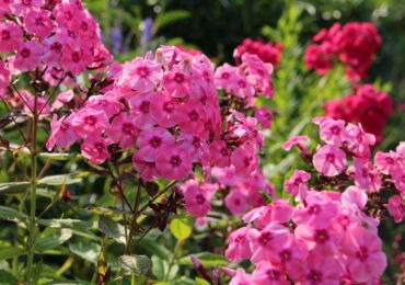 Phlox