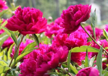 Planter des pivoines. Comment planter des pivoines dans le jardin et à la campagne