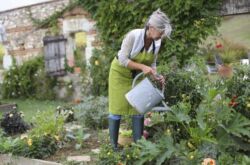 Règles de base pour l'arrosage des légumes: combien, quand et comment