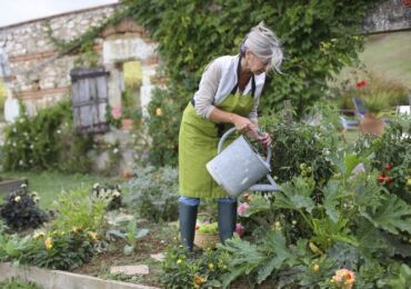 Règles de base pour l'arrosage des légumes: combien, quand et comment