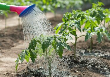 Arroser le jardin avec un manque d'eau: méthode de la rosée artificielle