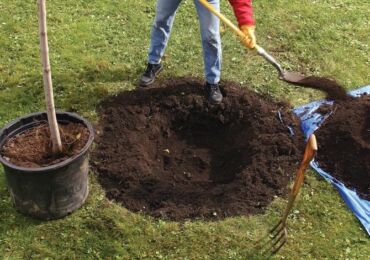 Planter des plants d'arbres fruitiers: rainures et monticules