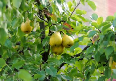 Comment planter une poire correctement. Planter des poires au printemps