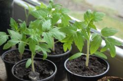 Préparation des graines de tomates pour la plantation de semis