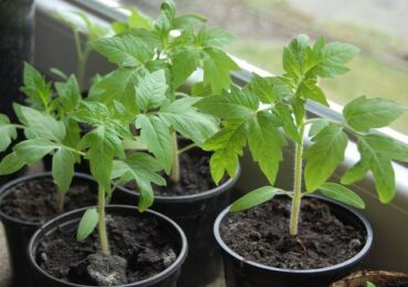 Préparation des graines de tomates pour la plantation de semis