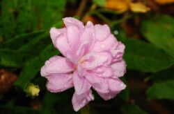 Terry calistegia. Roses de Sibérie. Culture et soins