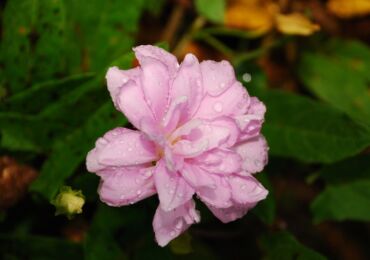 Terry calistegia. Roses de Sibérie. Culture et soins