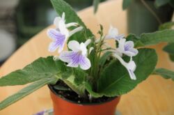 Streptocarpus. Soins à domicile et culture