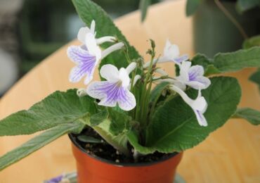 Streptocarpus. Soins à domicile et culture