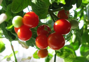 Une façon intéressante de cultiver des plants de tomates sans terre