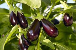 Comment faire pousser des aubergines: sept secrets d'une bonne récolte