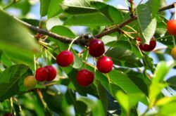 Que faire si la cerise ne porte pas de fruits