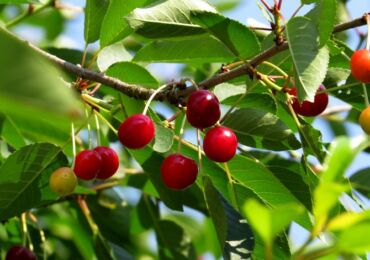 Que faire si la cerise ne porte pas de fruits