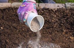 La cendre comme engrais et pas seulement: l'utilisation de la cendre dans le jardin