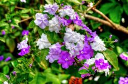 Brunfelsia. Soins à domicile et culture