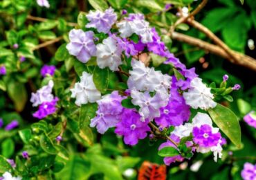 Brunfelsia. Soins à domicile et culture