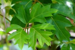 Cissus est un raisin d'intérieur. Soins à domicile et culture. Plantation et sélection