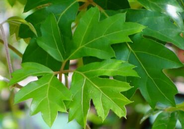 Cissus est un raisin d'intérieur. Soins à domicile et culture. Plantation et sélection