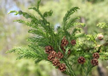 Usine de Cryptomeria