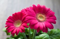 Gerbera. Grandir et prendre soin à la maison. Maison Gerbera