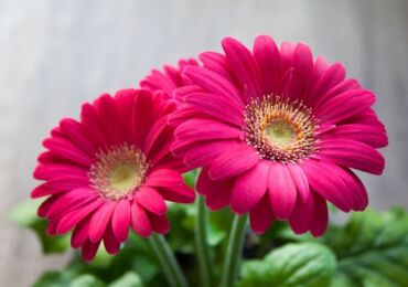 Gerbera. Grandir et prendre soin à la maison. Maison Gerbera