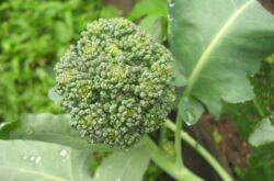 Culture du brocoli: règles et techniques agricoles