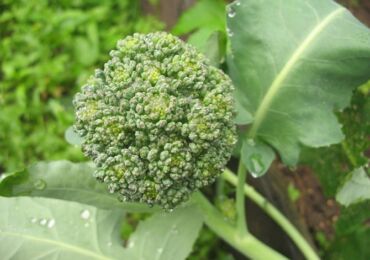 Culture du brocoli: règles et techniques agricoles