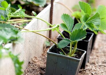 Comment propager correctement les fraises avec une moustache