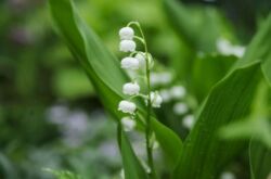 Muguet. Soin, culture et reproduction. Fleur de muguet. Description et photo