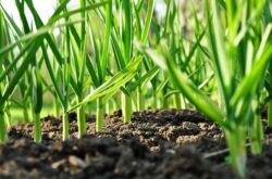 Que planter à l'ombre? Les plantes poussent bien à l'ombre