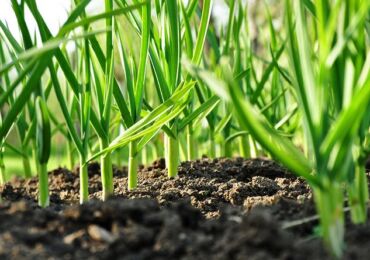 Que planter à l'ombre? Les plantes poussent bien à l'ombre