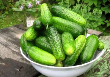 Un moyen efficace de faire pousser des concombres en plein champ sur un cadre de saule