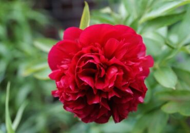 Pivoines. Plantation et départ. Pivoines en croissance, reproduction. Transplantation et taille