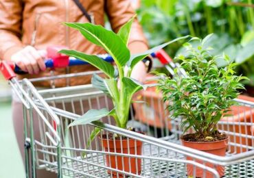 Comment acheter correctement une plante ou des fleurs