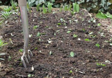 Meilleures plantes d'engrais vert: crucifères