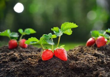 Comment faire pousser des plants de fraises à partir de graines