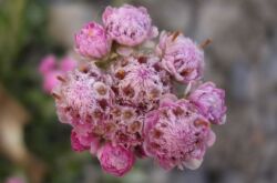 Antennaria est la patte d'un chat. Soin et culture des fleurs. Plantation et sélection