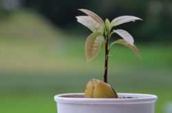 Avocat. Soins à domicile et culture. Comment faire pousser un avocat à partir d'une graine