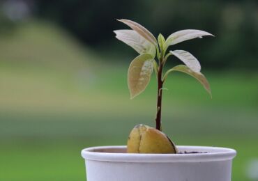 Avocat. Soins à domicile et culture. Comment faire pousser un avocat à partir d'une graine