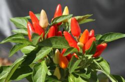 Plant de capsicum