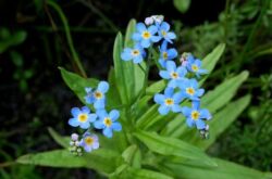 Ne m'oublie pas. Cultiver et prendre soin des fleurs myosotis. Plantation et reproduction. Description, types