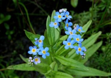 Ne m'oublie pas. Cultiver et prendre soin des fleurs myosotis. Plantation et reproduction. Description, types